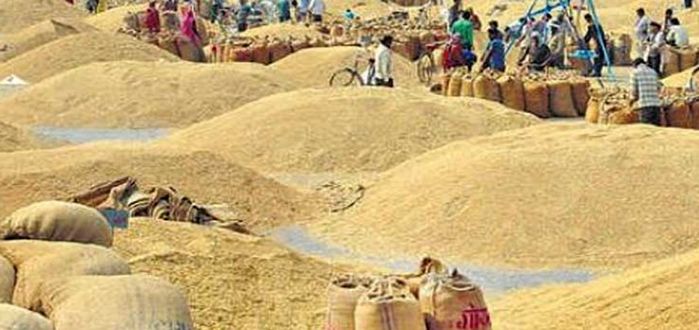 मूल्य निर्धारण नहुँदा सस्तोमा धान बेच्दै कैलालीका किसान