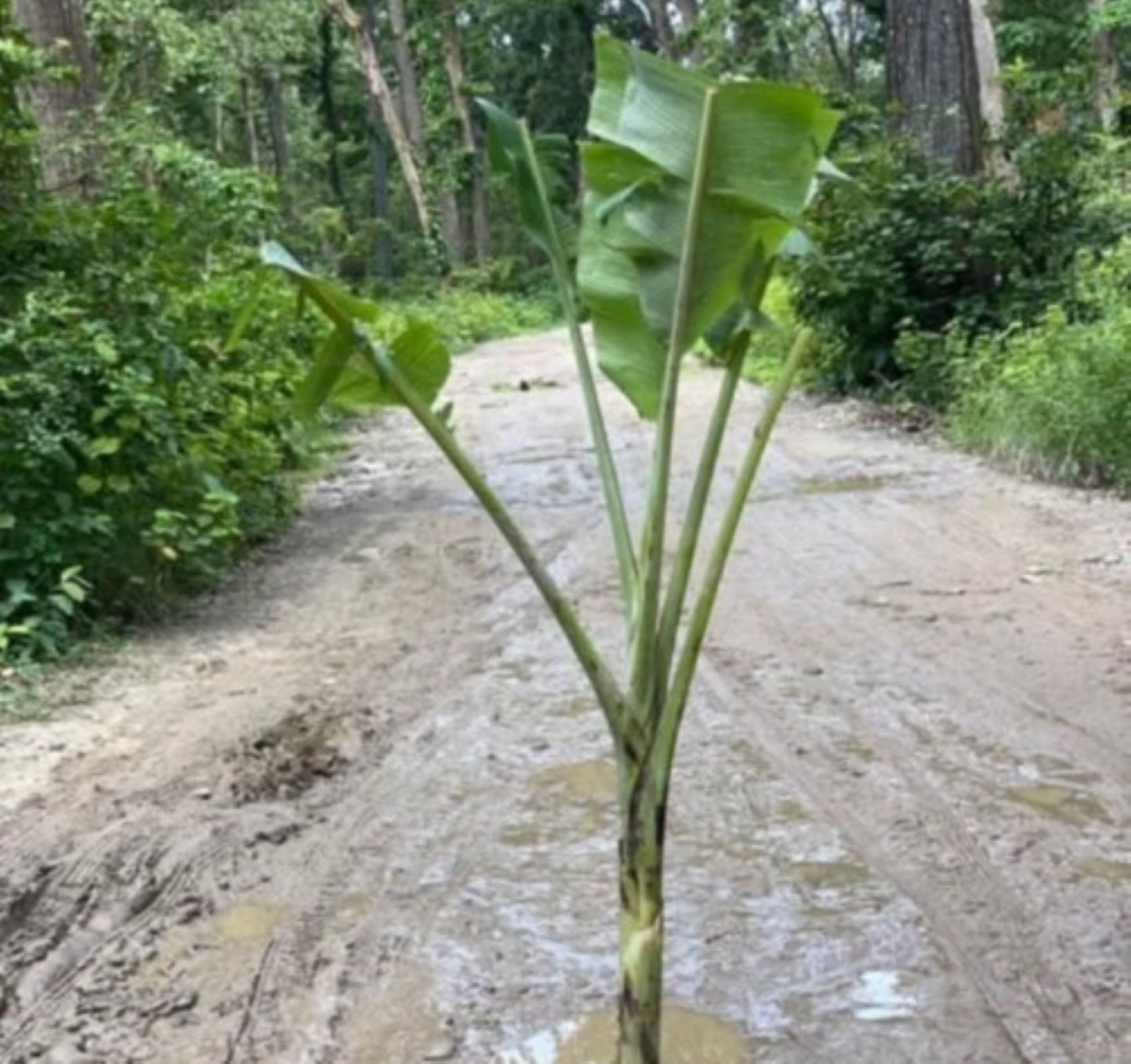 कैलालीको गोदावरीमा सडक मर्मत नभएपछि स्थानीयले सडकमै रोपे केराको बोट