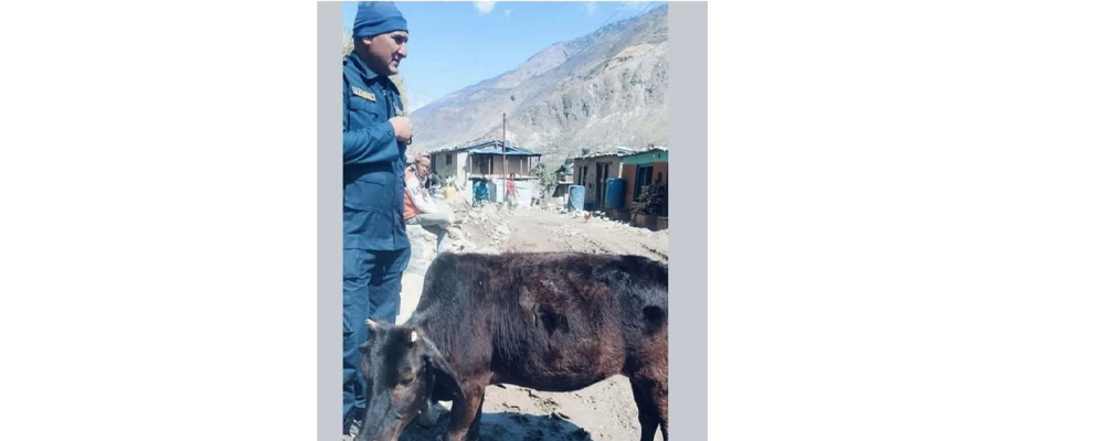 गाईले पायो न्याय