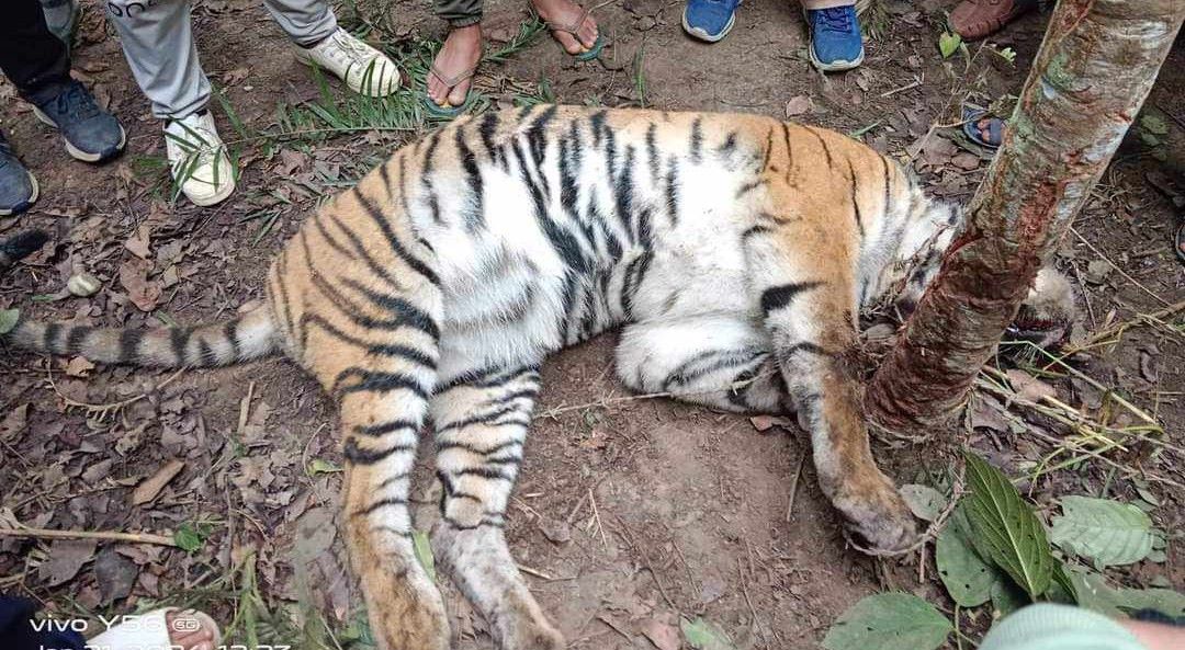 अमरावती सामुदायिक वनमा पाटेबाघ मृत फेला