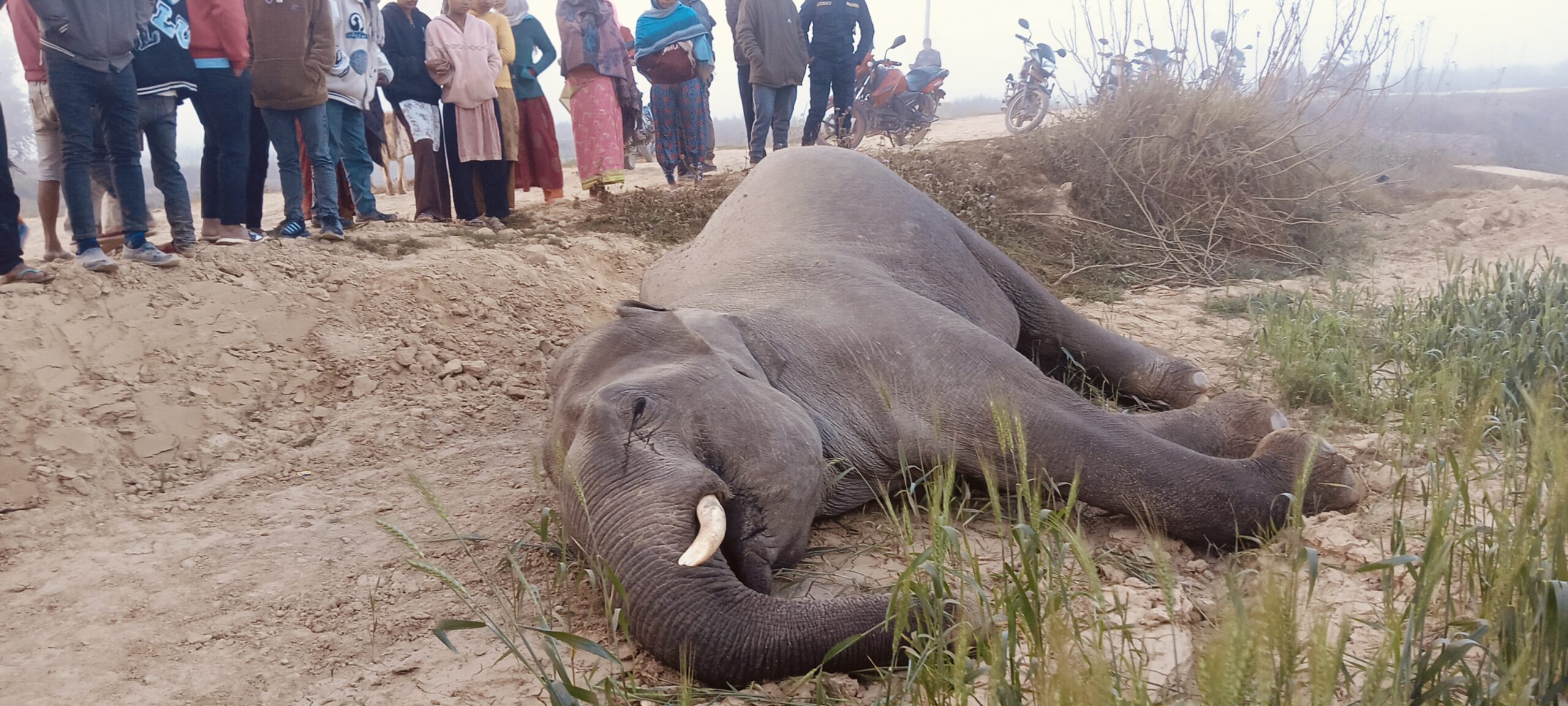 कञ्चनपुरमा वयस्क जङ्गली हात्ती मृत फेला