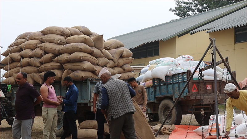 कैलालीमा करिब ३ लाख मेट्रिक टन धान उत्पादन, खरिद गर्ने कोटा ३५ हजार क्विन्टल मात्रै