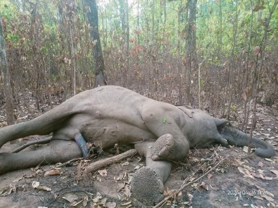 झापामा दुवै दारा काटिएको मृत हात्ती फेला