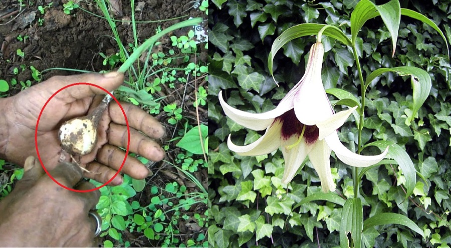 वन लसुनसहित महिला पक्राउ