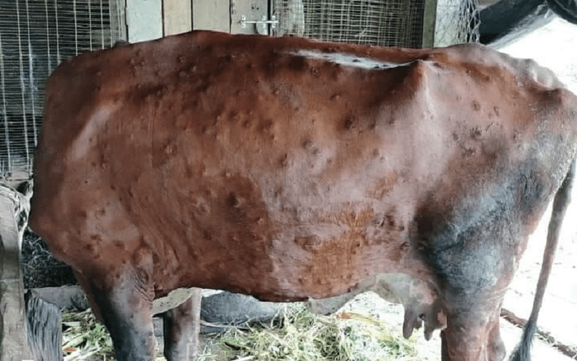 बैतडीका पशुमा खरी र लम्पी स्कीनको सङ्क्रमण