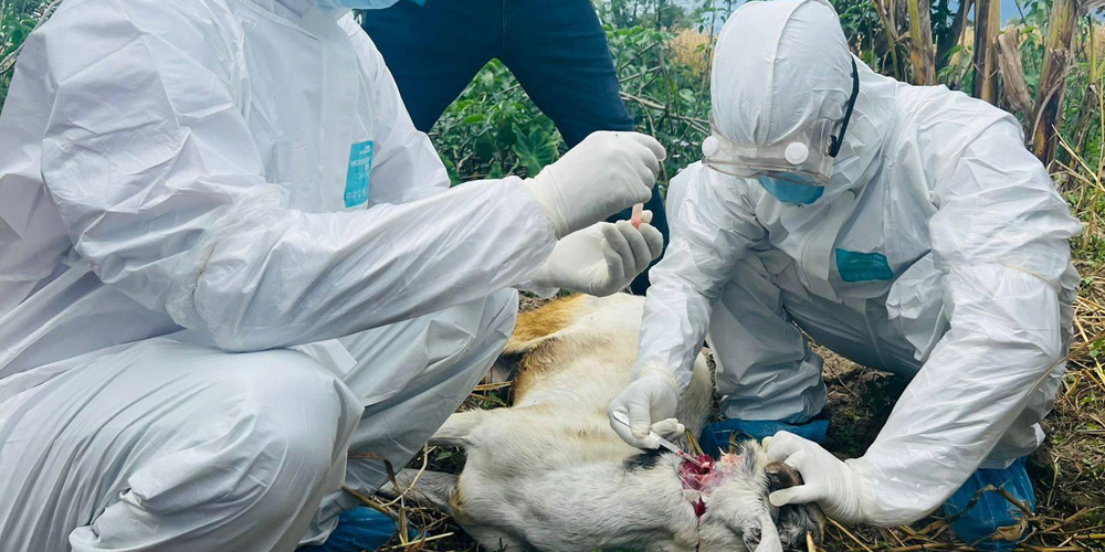 सुदूरपश्चिममा रेबिज सङ्क्रमण बढ्दो, नियन्त्रणमा चुनौती