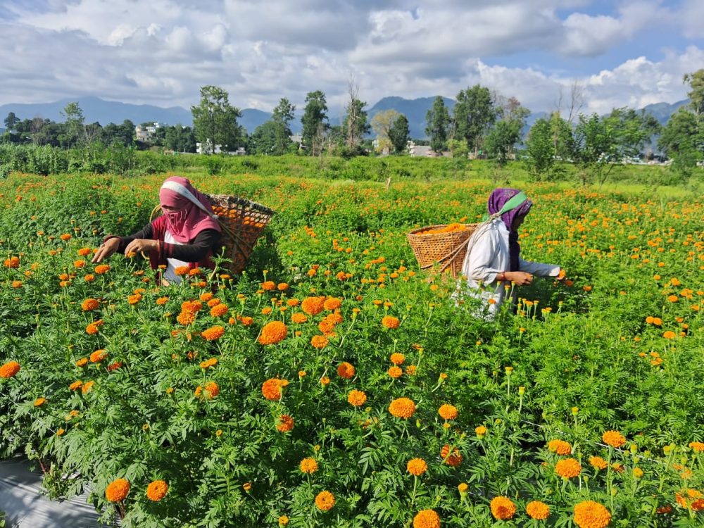 फूलको माग बढ्यो, उत्पादन घट्यो