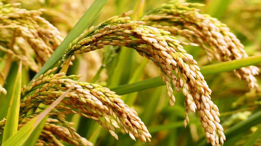 कैलालीमा धान उत्पादन घट्यो