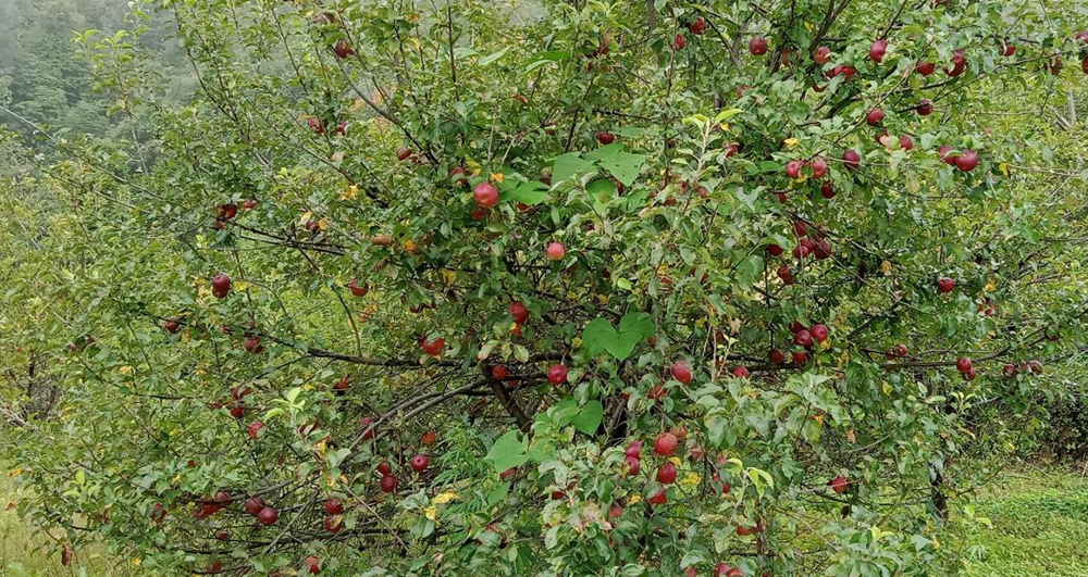 बाजुरामा स्याउ पाक्यो, तर सडक अवरुद्धले किसान संकटमा
