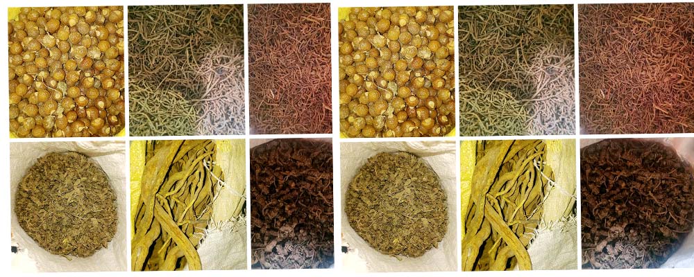 दुई हजार क्विन्टल हिमाली जडीबुटी दार्चुलाबाट निकासी