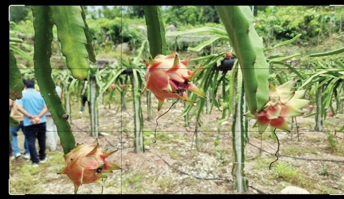 डडेलधुराको चुरेमा सुदूरपश्चिमकै ठुलो सिउँडी फलको बगैँचा स्थापना