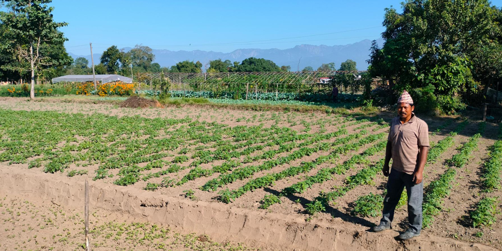 ‘टिपिएस’ विधिबाट आलुखेती