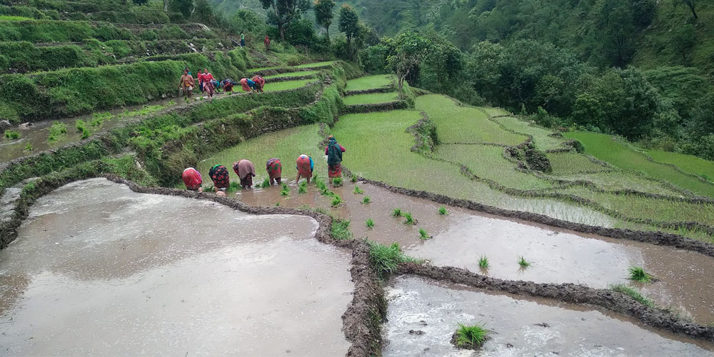 बाजुरामा शतप्रतिशत रोपाइँ