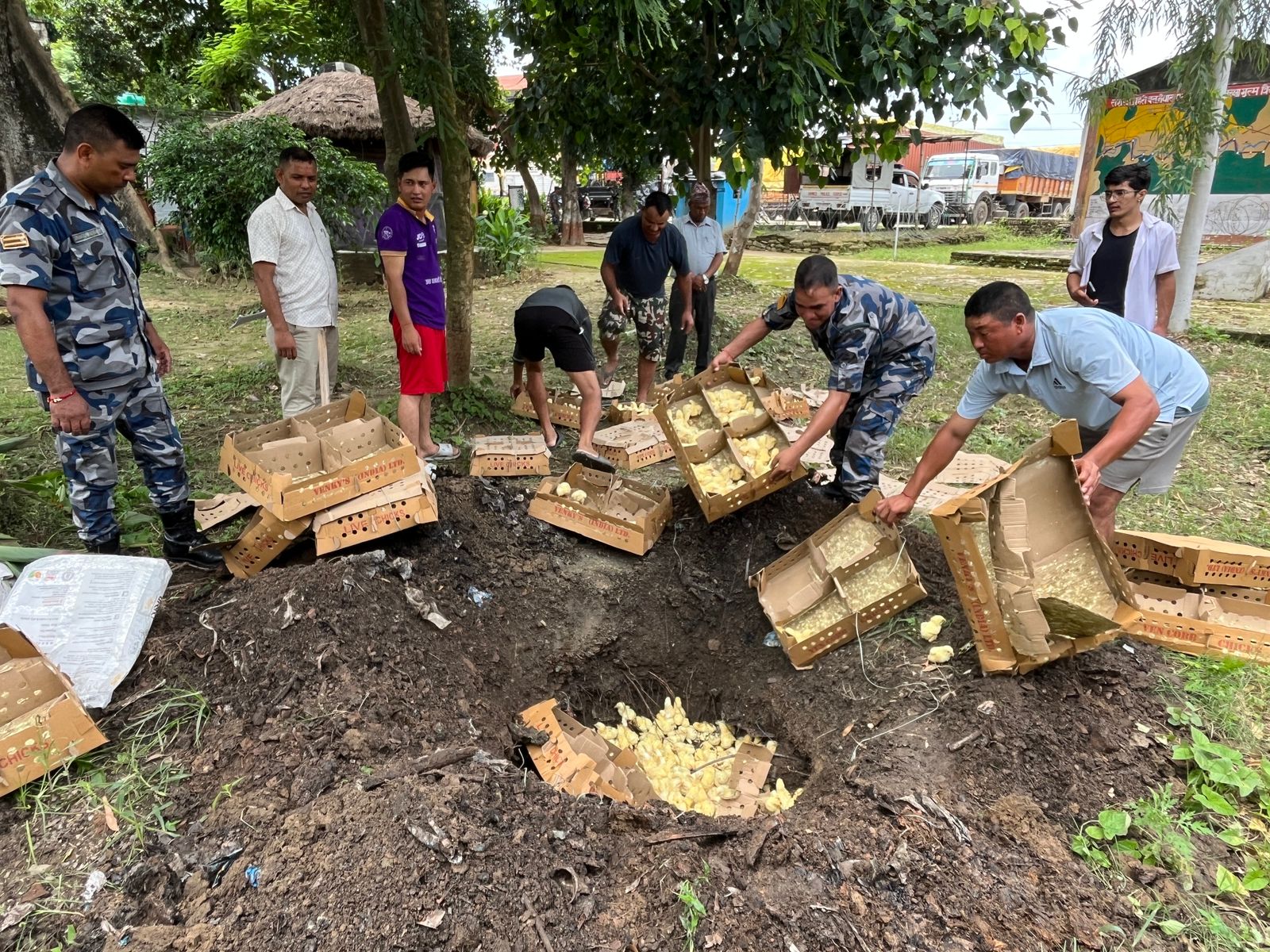 कैलालीमा  पाँच लाख बराबरका  अबैध कुखुराका चल्ला सहित तीन जना पक्राउ
