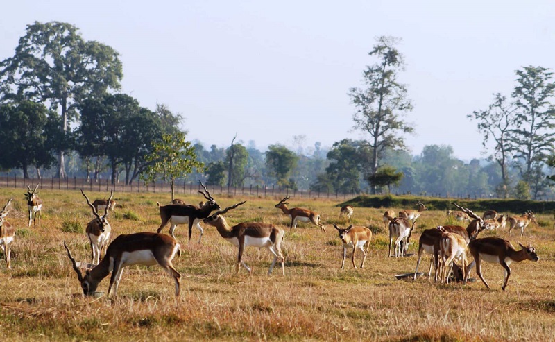 शुक्लाफाँटा राष्ट्रिय निकुञ्जमा संरक्षित दुर्लभ वन्यजन्तु कृष्णसारको सङ्ख्या बढ्दै