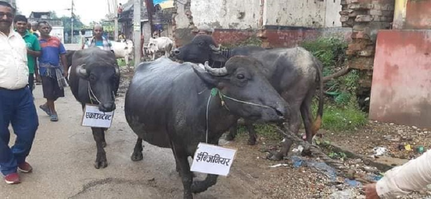 धनुषामा जनप्रतिनिधिले भ्रष्टाचार गरेको भन्दै भैंसी जुलुस प्रदर्शन