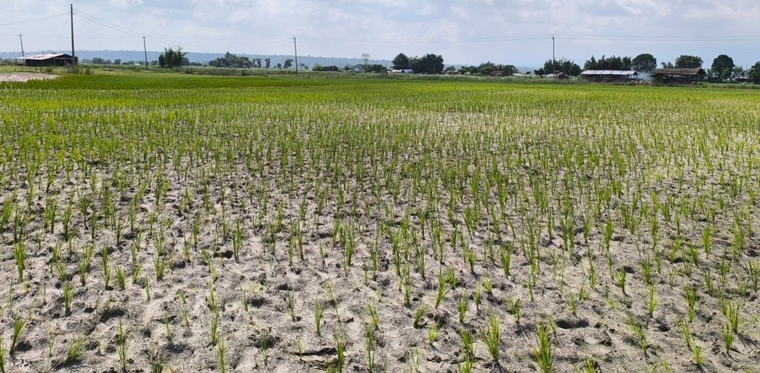 खडेरीले रोपेको धान सुक्न थाल्यो