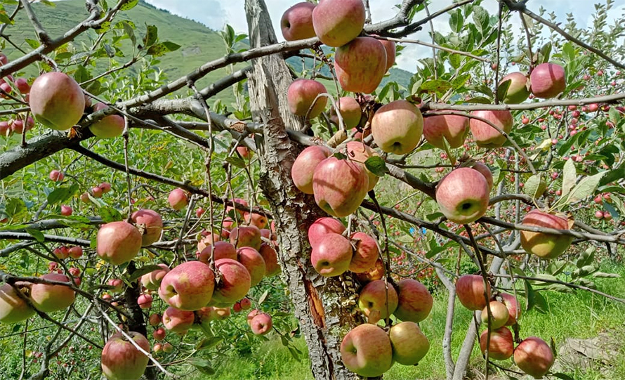 कर्णाली राजमार्गको सञ्चालन सँगै,जुम्ली स्याउको मूल्य १५१ रुपैयाँ