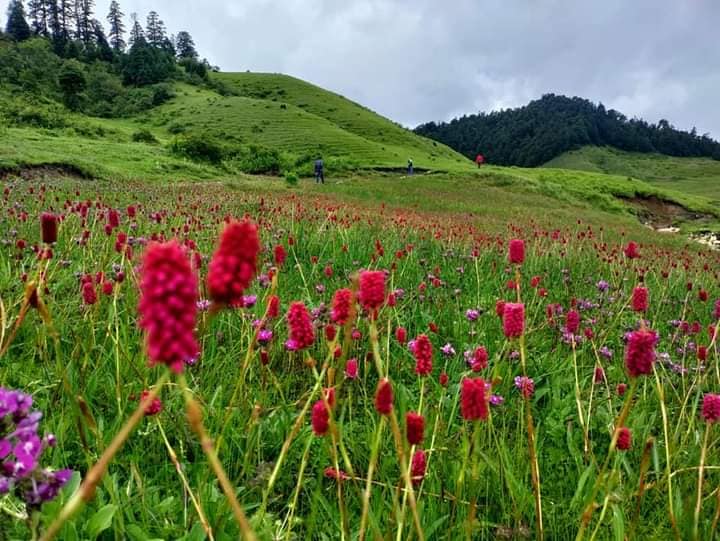 ढकमक्क फूल फुलेपछि सुन्दर बनेको ‘भू–स्वर्ग’ खप्तड