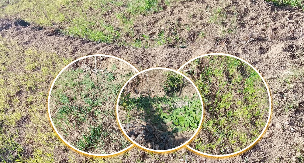 खडेरीले बैतडीसहित सुदूरपश्चिममा गहुँबाली सुक्दै