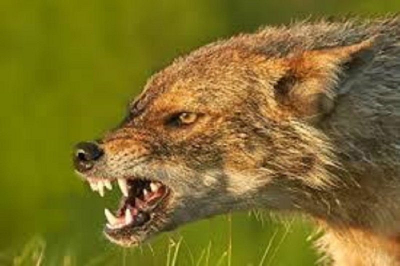 सर्लाहीमा स्यालको टोकाइबाट पाँच जना घाइते